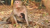 年轻的雌猴第一次做妈妈，猴宝宝差点被整死了！