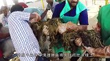 老牛腹胀难耐，兽医见状直接扎腹“放气”，牛：以后不能吹牛了！