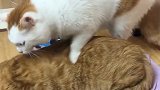 小花猫：天天给你按摩，越想越气！