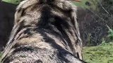 狗狗是人类的朋友，这是大战狼群的勇士