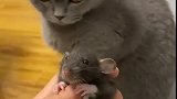 猫别怕啊哥们，我吃猫粮吃惯了对你没兴趣！
