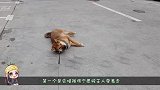 柴犬正在睡觉，主人突然惊吓，他会有怎样的反应？
