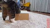 萌宠：犯困的大猫找到纸箱作床，躲在里面睡大觉