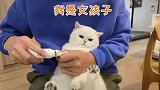 给晚晚猫咪修剪指甲，那个不情愿哦
