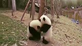 熊猫：兄弟们有人欺负我，我们一起揍它