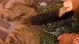 沙雕动物系列：都是见过大场面的小猫咪，怎会在意这种小场面！