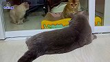 新来胖公猫太有心机，刚要对原住猫发火，听新主人声不对态度秒变