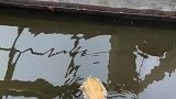哈哈，小龟龟游累了，开始仰泳了。