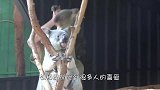男子在野外救下小考拉，从此便多了一个腿部挂件，简直萌翻众人