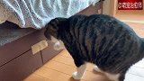猫咪在被主人用胶带封起来的柜子前徘徊：这里肯定有私房钱！