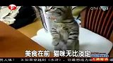 美食在前 猫咪无比淡定