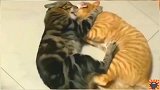 不知道的还以为这两只猫咪是相亲相爱,其实他们是相爱相杀
