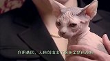 基因科技让生物有了更多的可能，长成这样的牛，你会购买吗？
