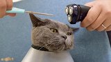 主人给猫咪理发，猫全程警惕，生怕给它剪丑了