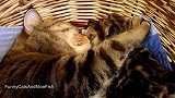 篮子里搂着小奶猫的猫妈妈，这守护的爪爪，好温馨啊！