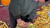 劳动人民的智慧！收割玉米不用绳子，只需两个玉米棒，就能轻松扎好袋口！