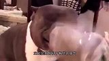 斗牛犬犯错后,躺在桌上瑟瑟发抖,镜头拍下搞笑全过程!