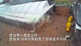 女子称自家10多只狗咬死上千只鸡：咬破铁丝网“越狱”，想把狗卖了或送人
