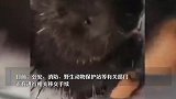 上海一村民家中发现野生豪猪：身上六七十厘米，以为是个大刺猬