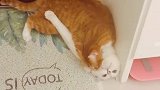 猫：放开我，我是不会喜欢你的！