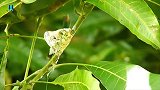绿尾金翅蜂鸟：筑巢的全过程，勤劳程度和蜜蜂有一拼