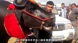 印度最霸气的牛，身价达2.4亿元，每次睡觉前必喝一瓶威士忌！