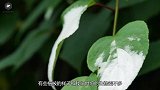 男子上山挖出一植物，转身就跑，回过神来高兴坏了
