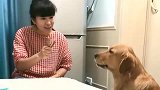 主人给小狗吃肉干，金毛妈妈上去就是一顿揍，果然是亲妈