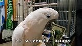鹦鹉想吃东西，拿了钱“贿赂”主人，网友：有钱的鹦鹉！