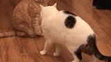 橘猫：你干啥，我可没惹你哈，你别欺负我！