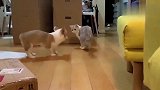 这狗子真会玩……
