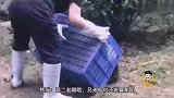 猫咪：中间不动，两边推光