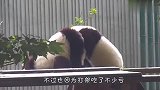 熊猫：你们打你们的，我吃我的！网友：这熊孩子太心机了
