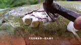 这鱼什么来头？鳞片比“盔甲”还硬，厨师只能用锤子敲鱼鳞