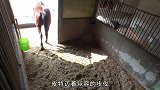 这匹马要逆天！主人的锁换了一遍又一遍，它都能轻松逃出马舍