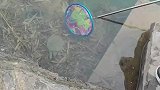 甲鱼在岸边逗留，男子用抄网将其捞上岸