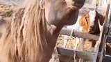 这味道真带劲儿