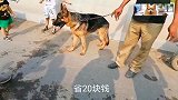 德牧被无情的主人卖上狗肉车，无情的狗头也不回的跟着新主人就走