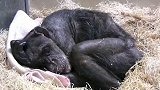59岁的黑猩猩临终前拒绝进食，相识44年的老人赶到，感动了