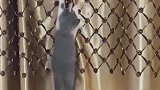 猫：咱俩比赛爬窗帘，看谁爬的快！