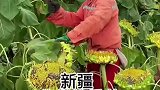 新疆的大葵花收获了，你们吃的大瓜子