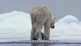 白鲸刚刚露头呼吸，北极熊就一个猛子扑上去，瞬间成了爪下亡魂！
