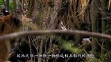如果老虎灭绝了，后果会有多严重？真实例子让人后背一凉！