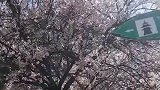 中国最美的春天在西藏，西藏最美的春天在林芝