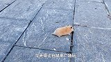 主人带小仓鼠去广场玩，小仓鼠跑来跑去迷路了，真逗