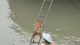狗子爬梯子上船的搞笑操作！