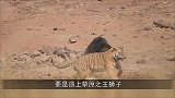 300斤黑熊挑战非洲雄狮，本想一巴掌拍死它，结果被打成了孙子