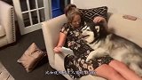 军犬到底有多聪明？看看这些画面，让人大开眼界！
