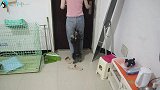 小奶狗7天没见到女主人了，相见之时会是啥反应？