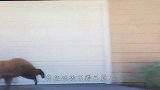 大胆狮子进村捕杀水牛，结果被男子一棒子打走，雄狮颜面尽失